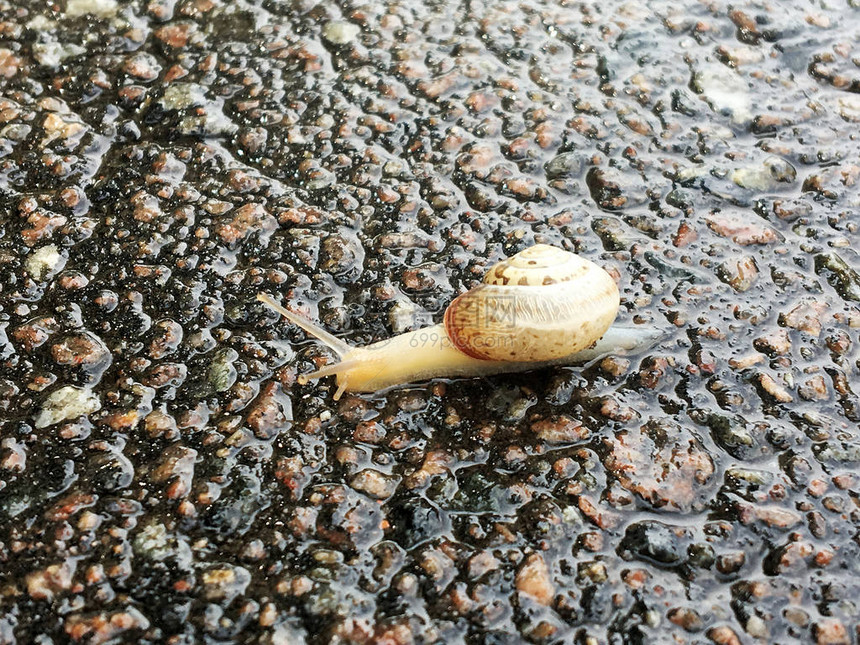 蜗牛螺旋由可食用的美味食物盘绕的外壳组成图片