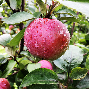 甜果苹生长在树上图片