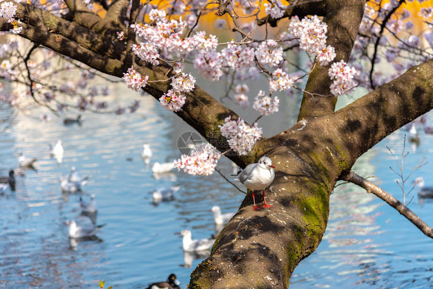 春天的黑头鸥Chroicocephalusridibundus和樱花图片