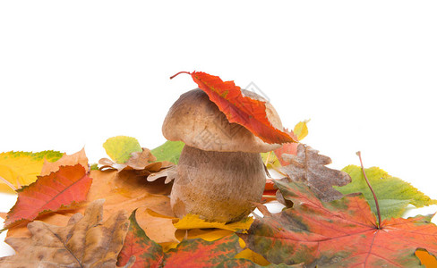 白蘑菇有秋叶的白蘑菇在白图片