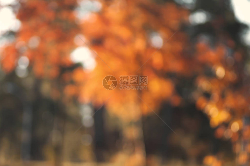 温暖阳光下的秋天森林设计时的图片