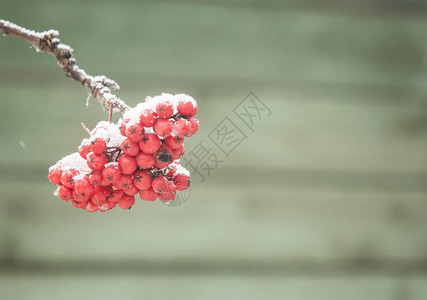 特写一束带冰晶的花楸浆果图片