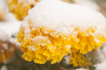 秋天的花朵满是雪冰冻的花图片