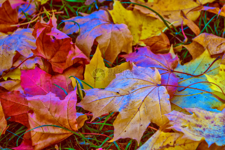 秋天背景有明亮的多色叶图片
