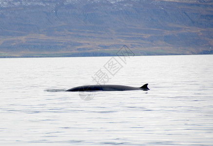 冰岛阿库雷里eyjafiordur的鲸鱼图片