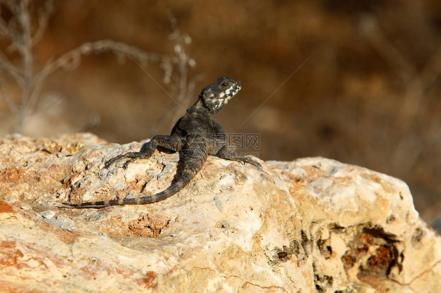 蜥蜴坐在岩石上晒太阳图片
