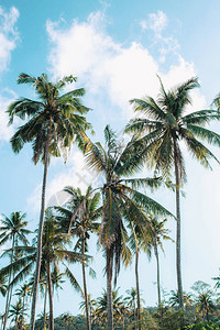 与天空的椰子树在泰国的夏天图片
