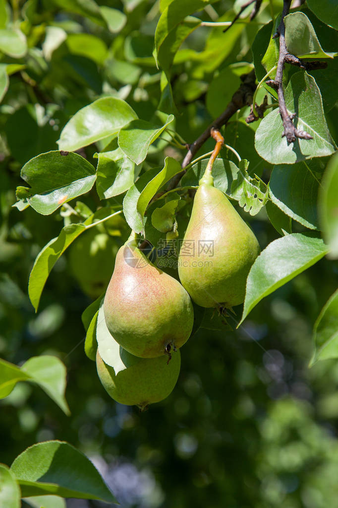 成熟的梨在树枝上花园里的有机梨在阳光下长在梨树枝图片
