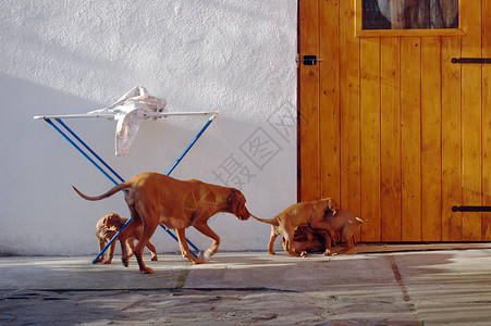 匈牙利vyzhla狗在院子里和小狗玩耍图片