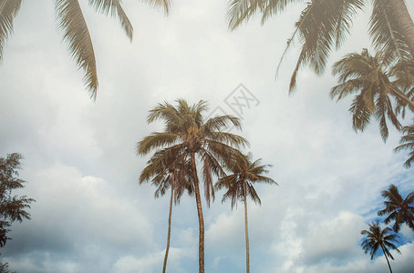 阳光下的棕榈树蓝天图片