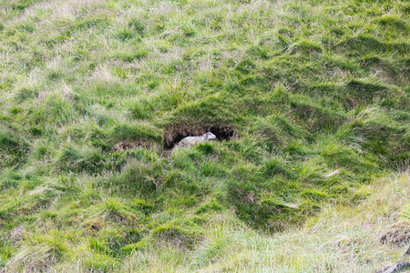 冰岛绵羊在夏天在冰原图片