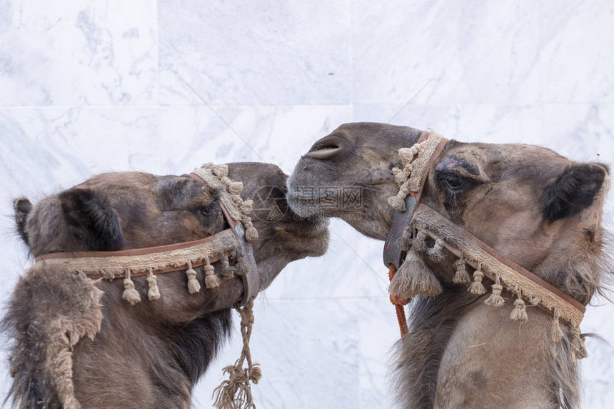 中世纪节日中两个骆驼头的近景图片