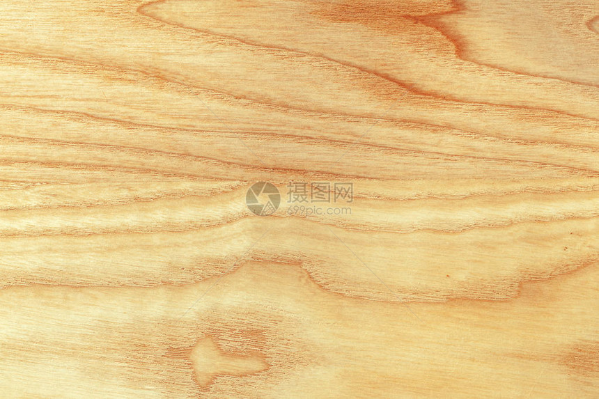 山毛榉树纹理特写的纹理天然木质背景图片