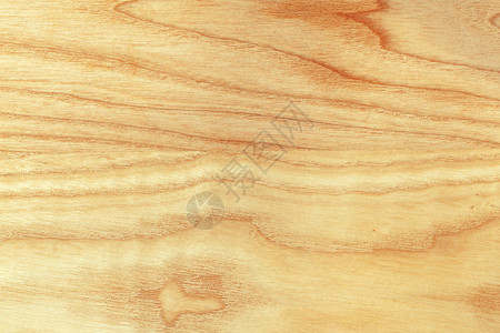 山毛榉树纹理特写的纹理天然木质背景背景图片