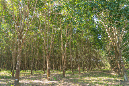 泰国橡胶树种植场的橡胶种图片