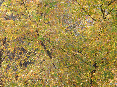 树秋天叶子的纹理图片