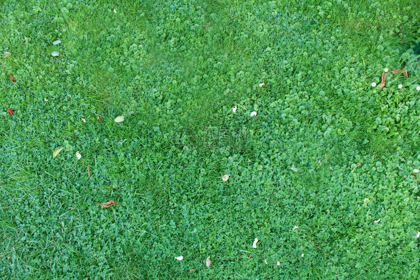 绿草自然背景纹理新鲜的春天绿草图片