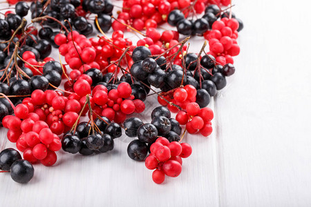 Schisandra瓷器或五花果汁阿罗尼亚或窒息莓白色的红黑熟橘图片