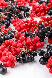 五味子或五味浆果野樱莓或苦莓在白色的新鲜的红色和图片