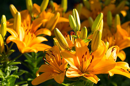 管状花目夏日阳光下橙色的花朵在花园外露出一背景