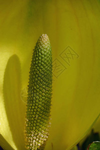 黄粉卷心菜LysichitonAmerica背景图片