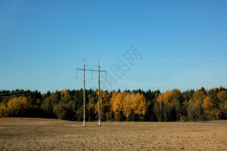 秋天的森林景观蓝天下的黄树和田野图片