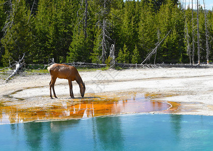 黄石公园温泉中的雌麋鹿饮水图片
