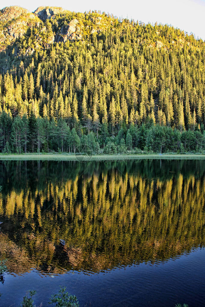 森林在挪威斯堪的纳图片