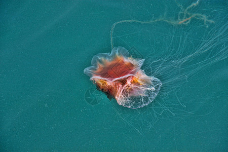 一只美杜莎漂浮在挪威北海图片