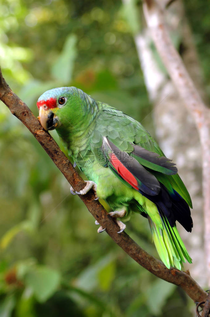 亚马逊鹦鹉坐在雨林的树枝上图片