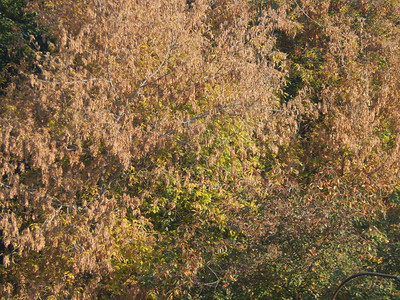 秋天的树叶纹理图片