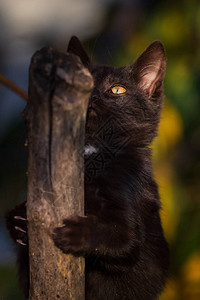 黑猫用锋利的爪子抓树图片