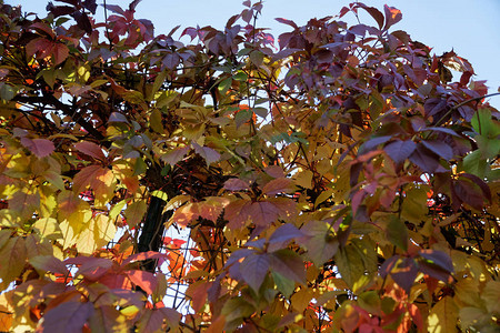 秋天城市公园秋天的颜色四个季节图片