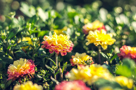 秋天的菊花早晨的鲜花盛开色彩爆炸图片