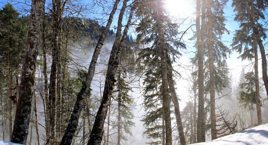 山林中的冬日阳光和雾气图片