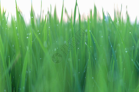 水稻绿叶上的露水稻背景的散景和模糊图片