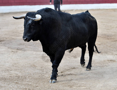 西班牙的欧洲公牛图片