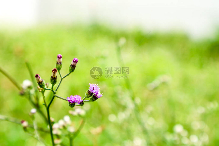 清晨雨露之后的野草之花图片