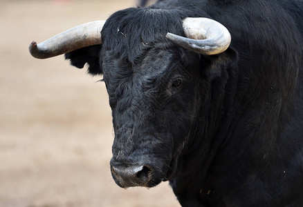 黑公牛在西班图片
