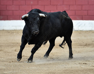 黑公牛在西班背景图片