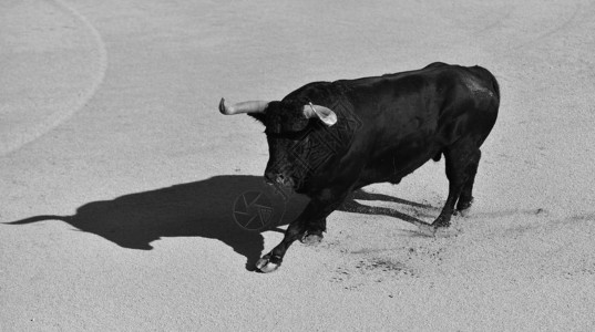 西班牙语的牛在西图片