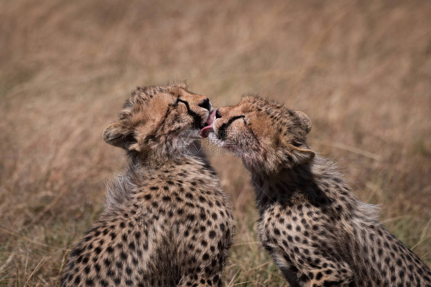 猎豹幼崽在特写镜头中互相舔舐图片