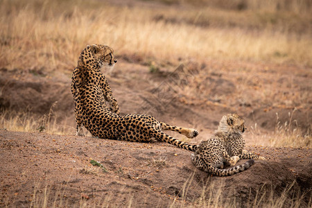 Cheetah躺在幼图片