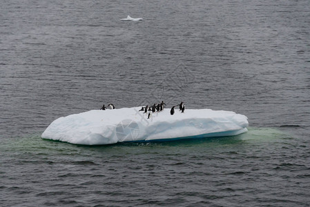 海冰上的企鹅图片