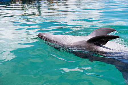 海豚在水中游泳的特写图片