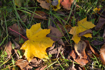 秋天绿草上落下的黄枫叶图片