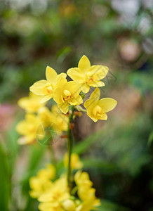 自然背景的黄色兰花图片