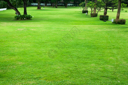 花园的绿草坪树木排列成行户图片