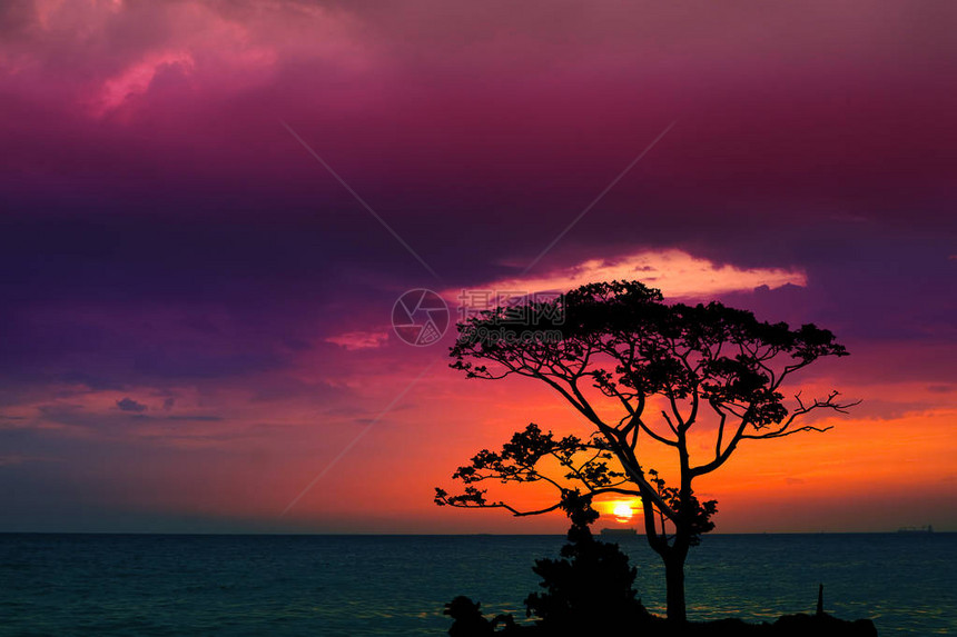 日落后在夜空中的月光树枝上夕阳倒图片