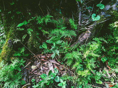 热带雨林中的蕨类植物和苔藓图片